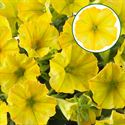 Afbeelding van Petunia P12 Hello Yellow